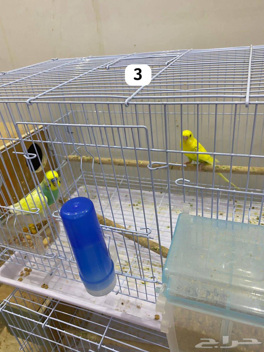 طيور بادجي64392525622786113