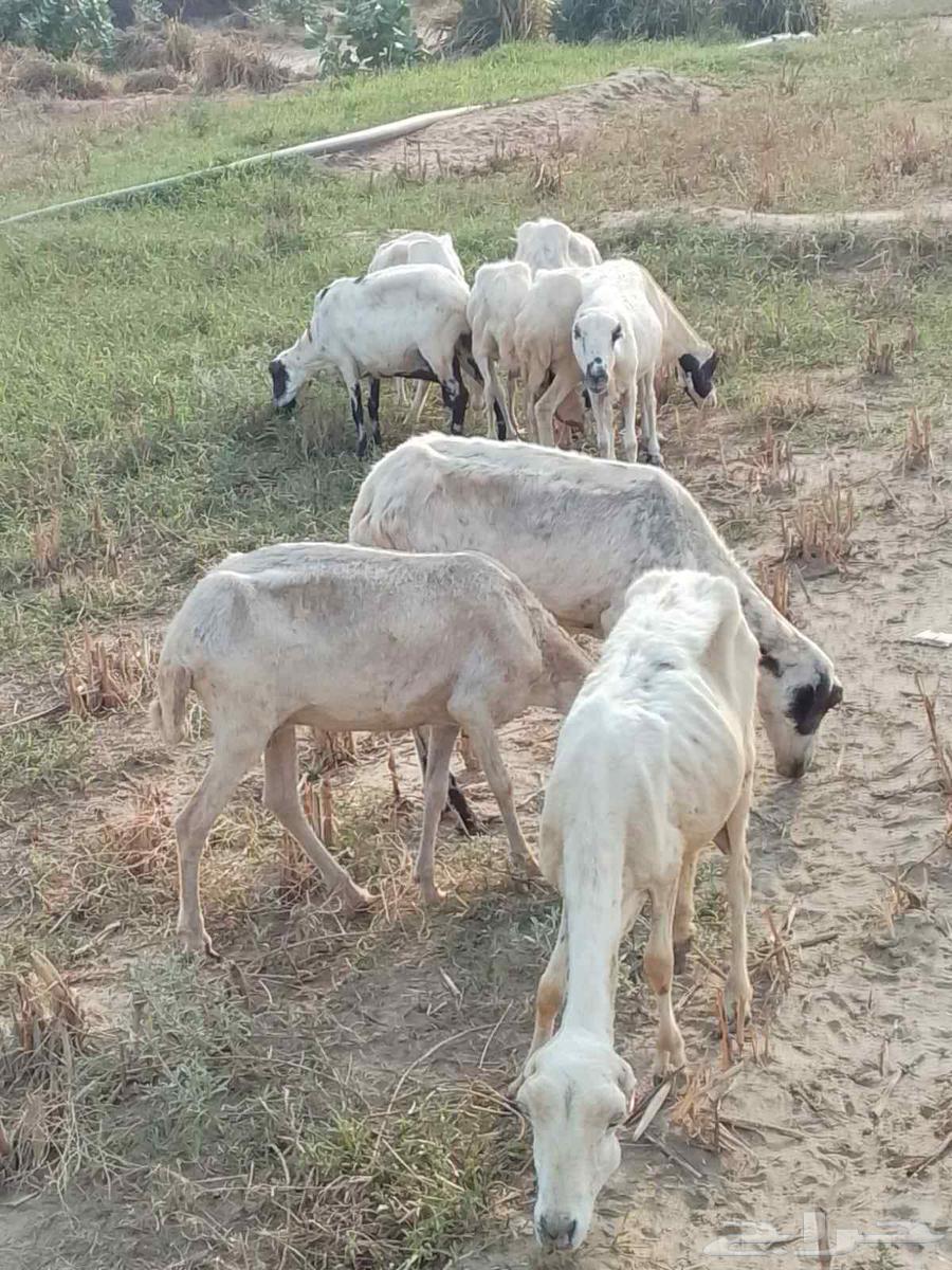 9 sheep for sale, all healthy and without any issues64400286840322111
