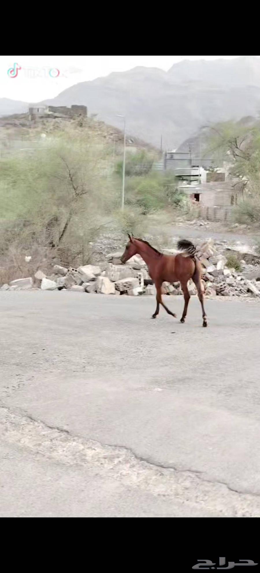 خيل للبيع الموقع محايل عسير64394745028993112