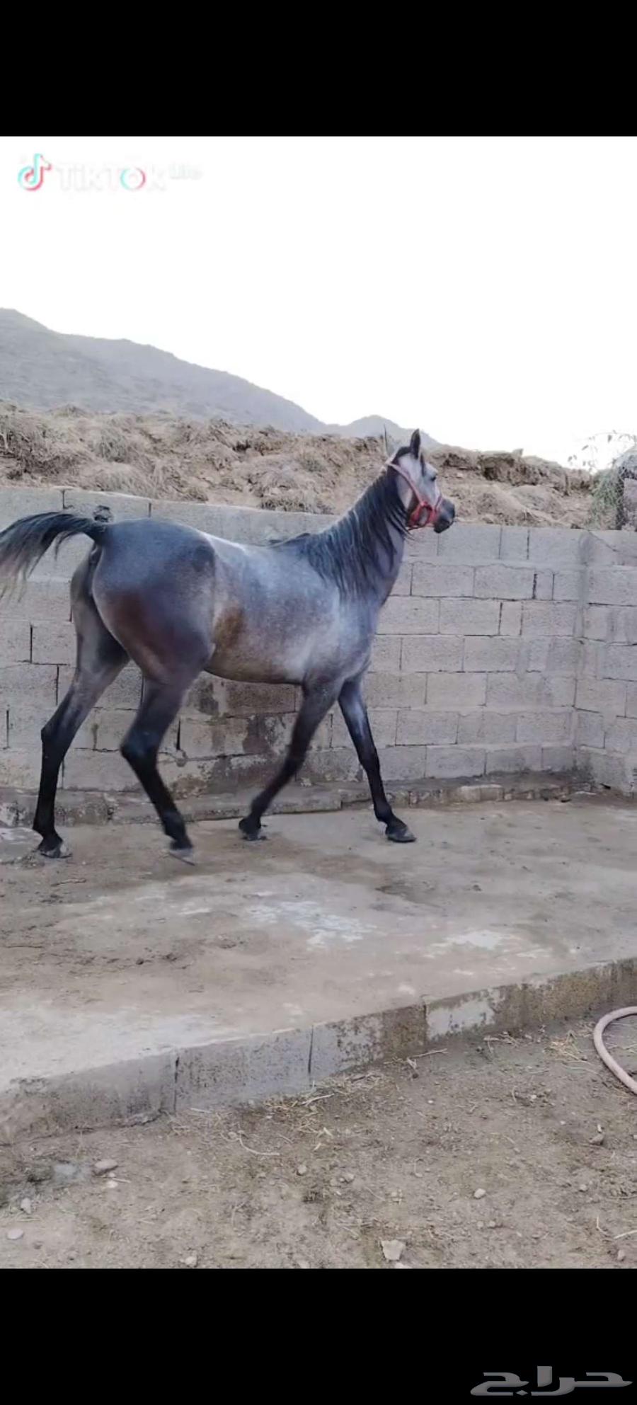 خيل للبيع الموقع محايل عسير64394745028993111