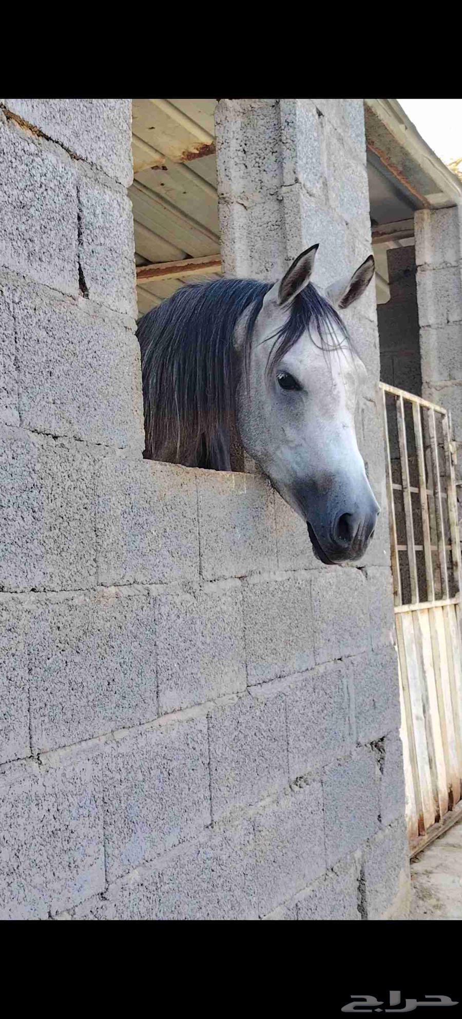 خيل للبيع الموقع محايل عسير64394745028993110