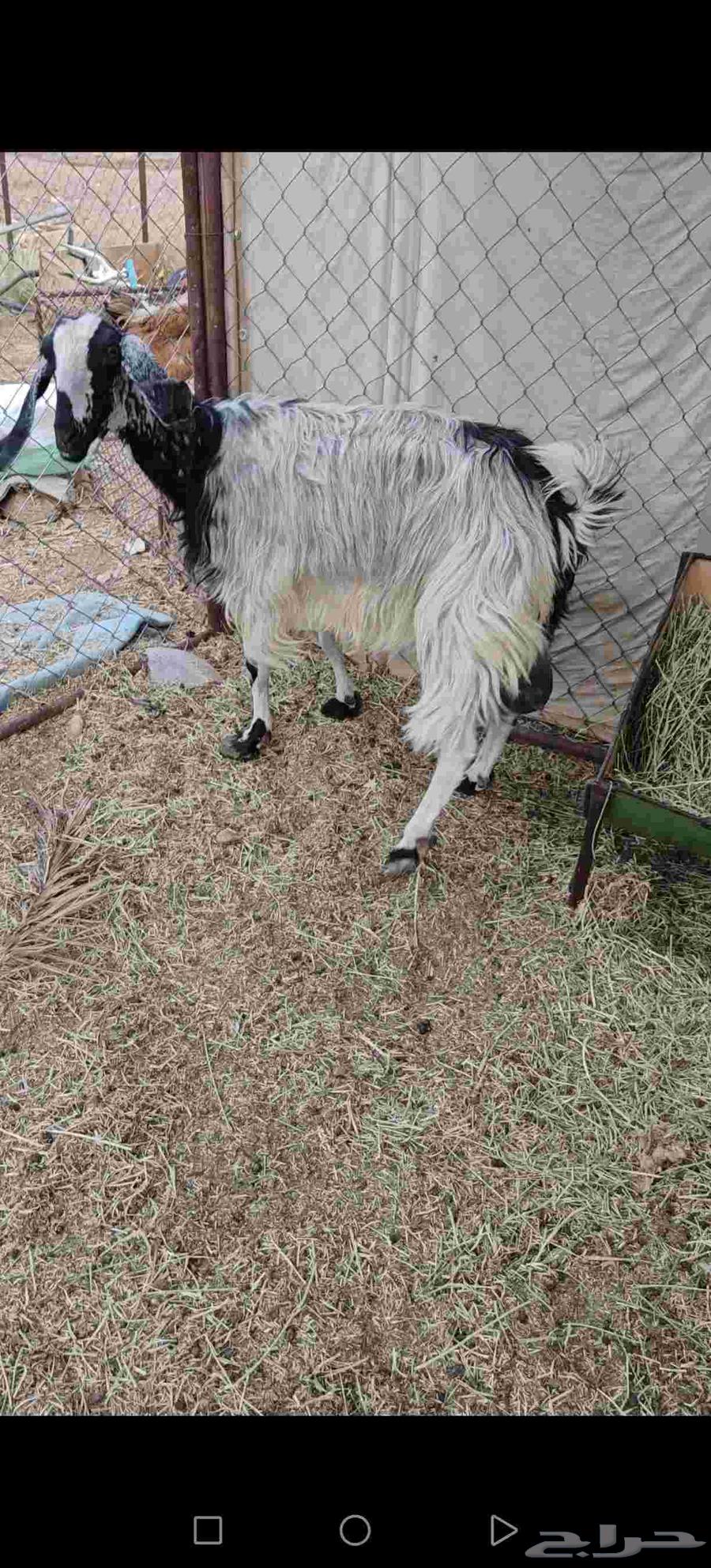 Shah Laban64394634649090111