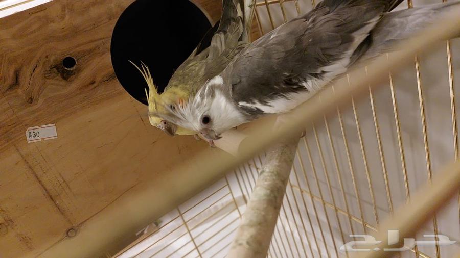 طيور كوكتيل او كروان64395587037953112