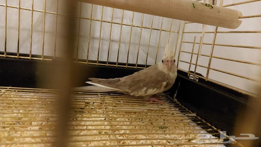 طيور كوكتيل او كروان64395587037953110