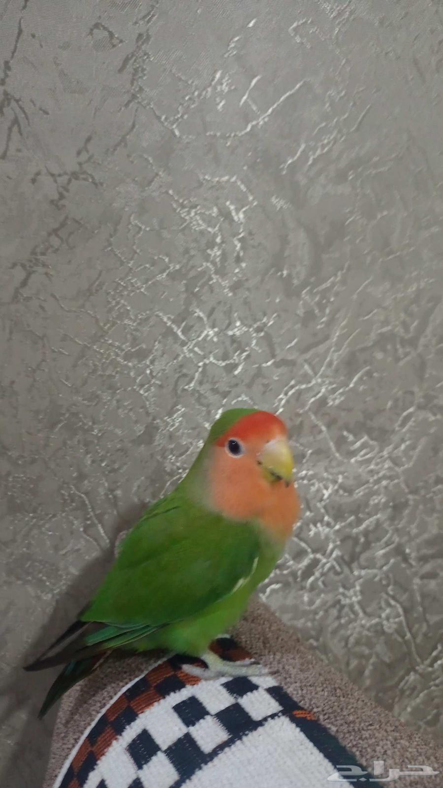 طائر روز ذكر جاهز للتزواج السعر على السوم64399466288258113