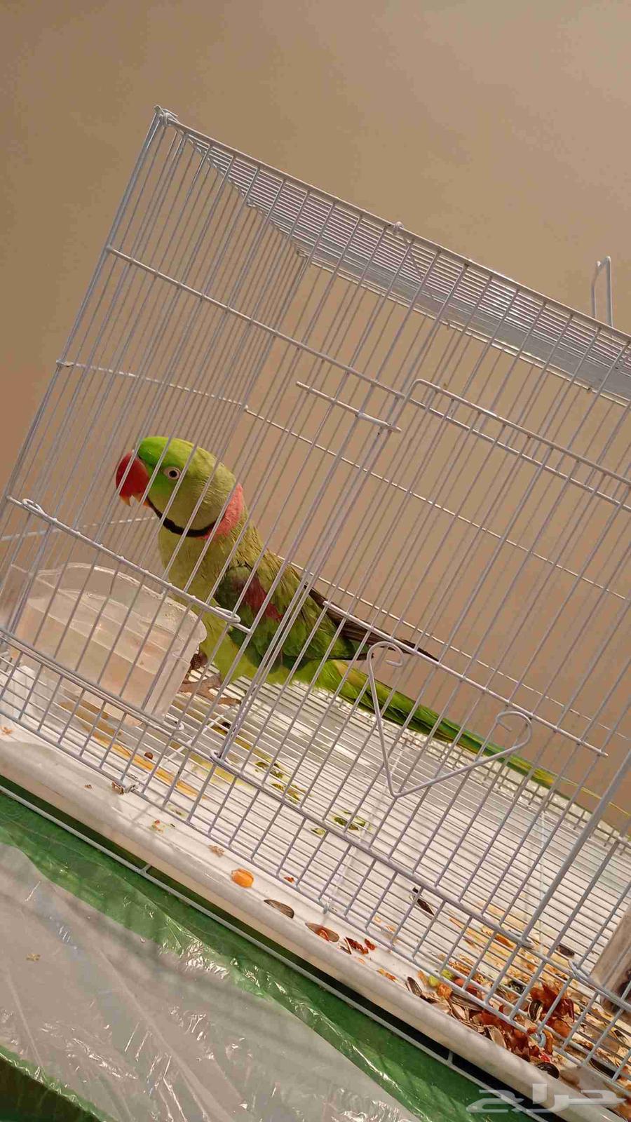 للبيع دره نيبالي او كحول او اسكندر64398242662402111