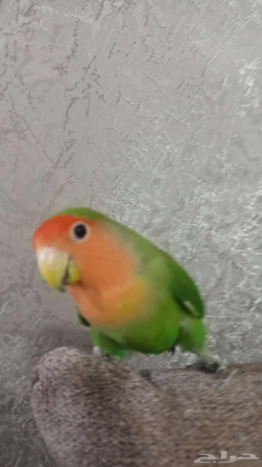 طائر روز ذكر جاهز للتزواج السعر على السوم64399466288258111