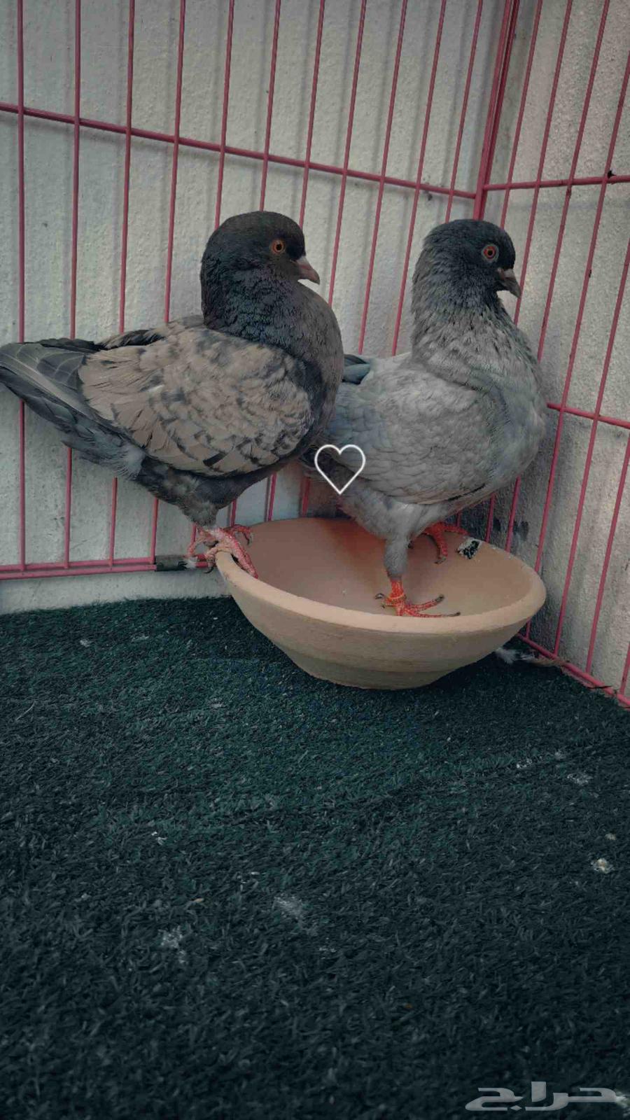 Dancing and shiny pair with a neck64393348690051112