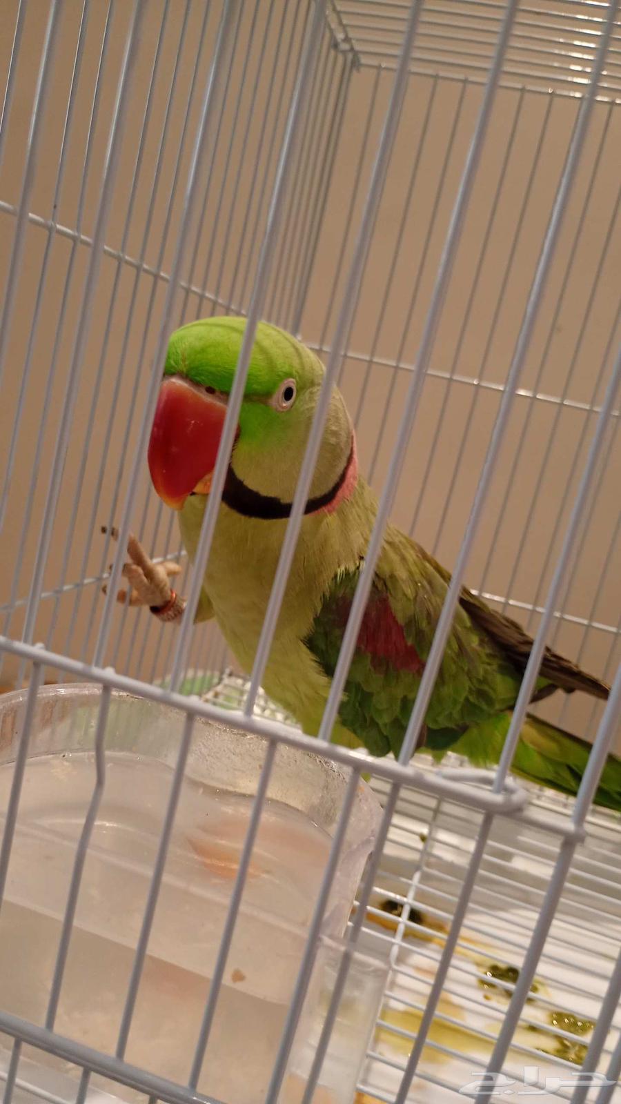 للبيع دره نيبالي او كحول او اسكندر64398242662402110