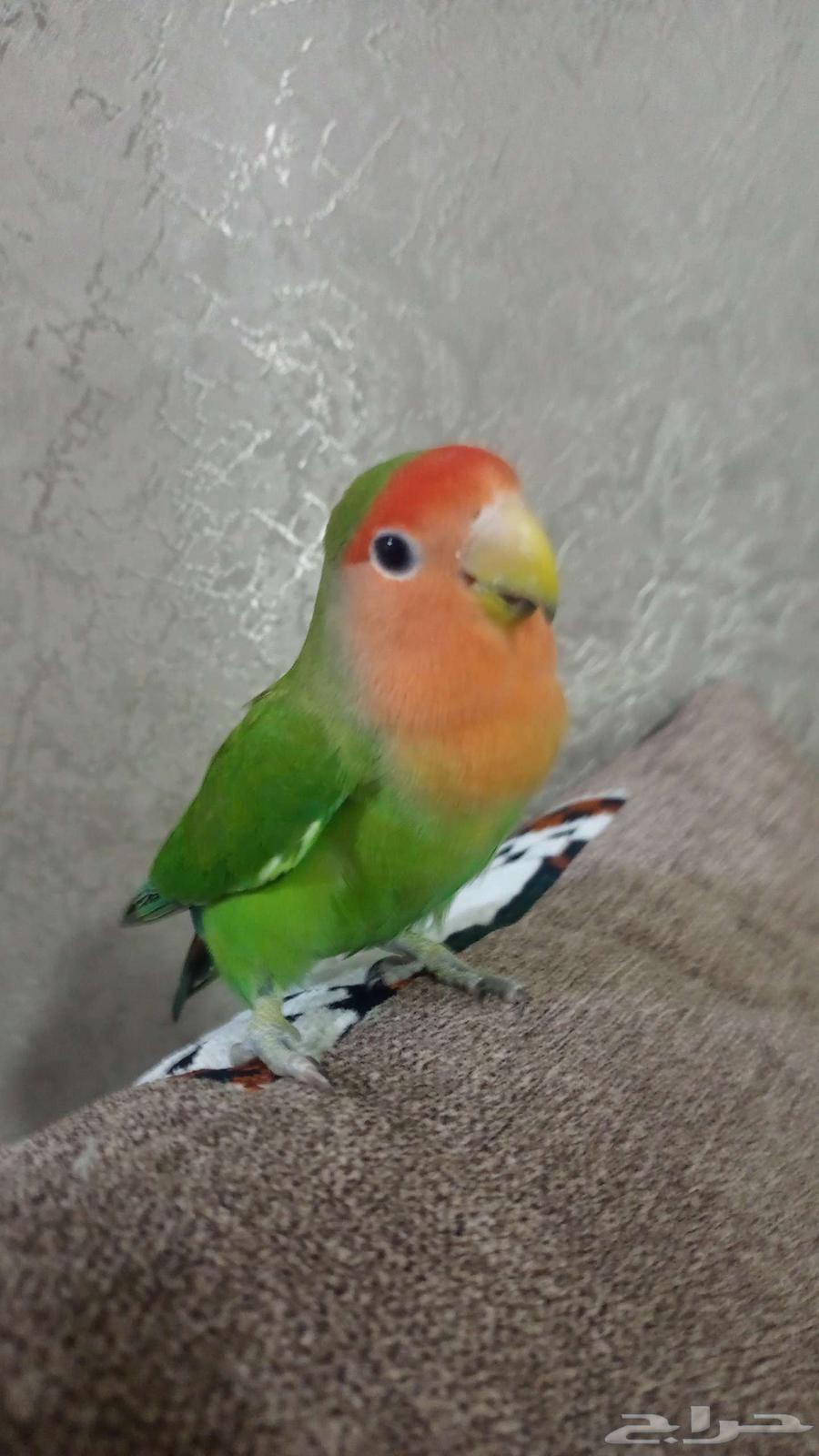 طائر روز ذكر جاهز للتزواج السعر على السوم64399466288258110