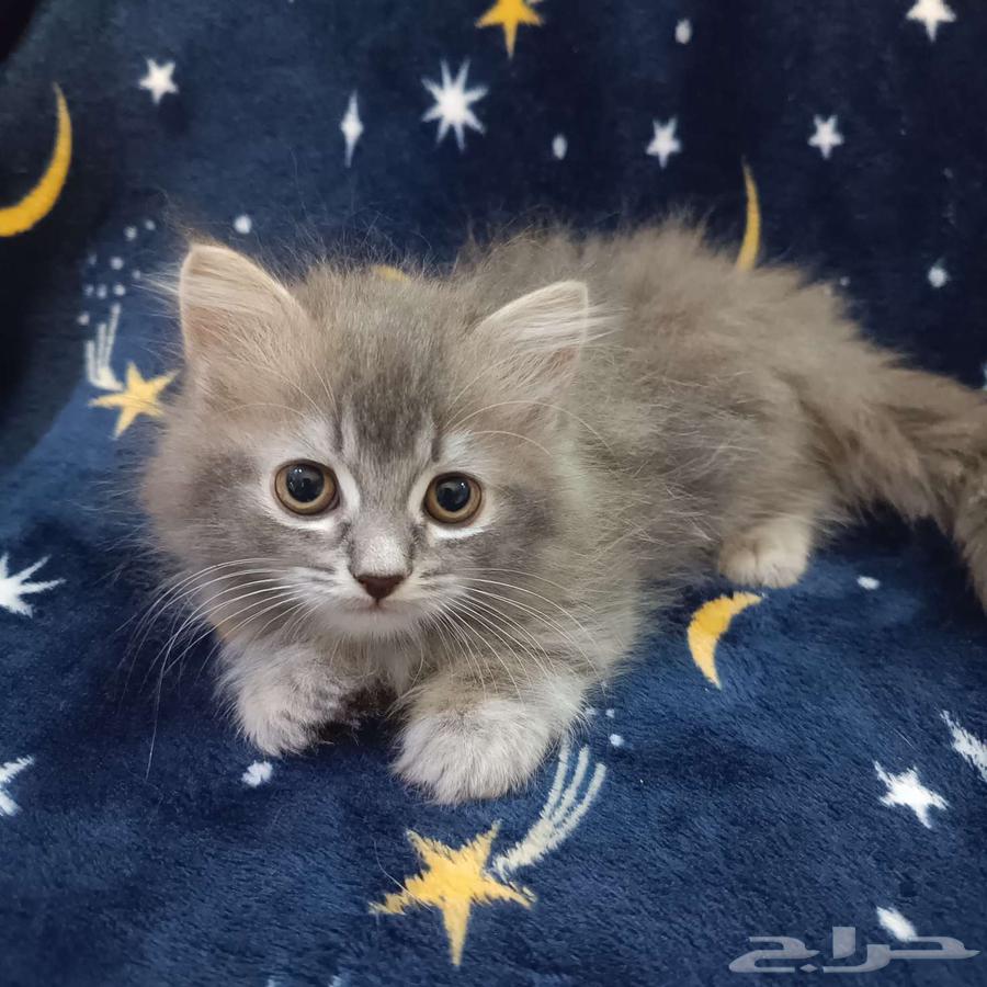 قط صغير للبيع مكة64397311637891111