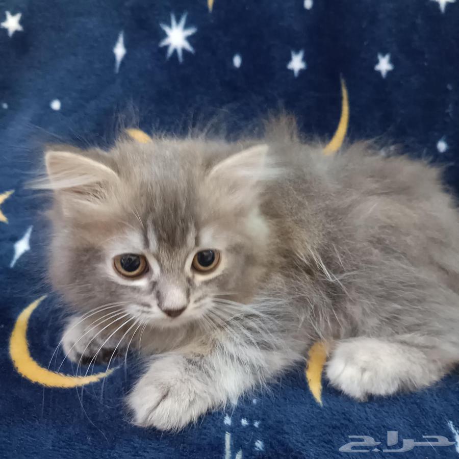 قط صغير للبيع مكة64397311637891114