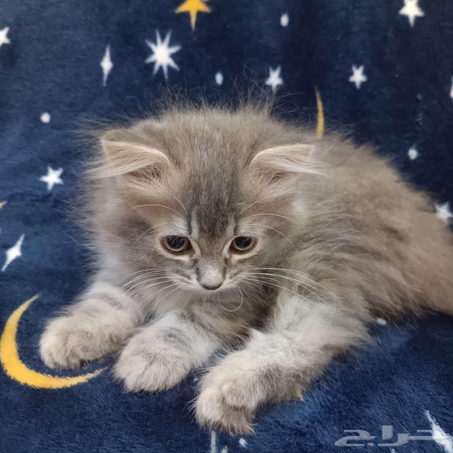 قط صغير للبيع مكة64397311637891112