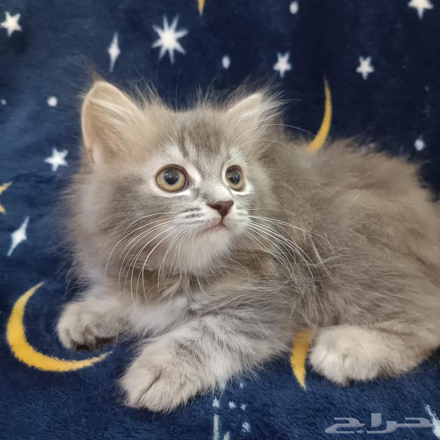 قط صغير للبيع مكة64397311637891110