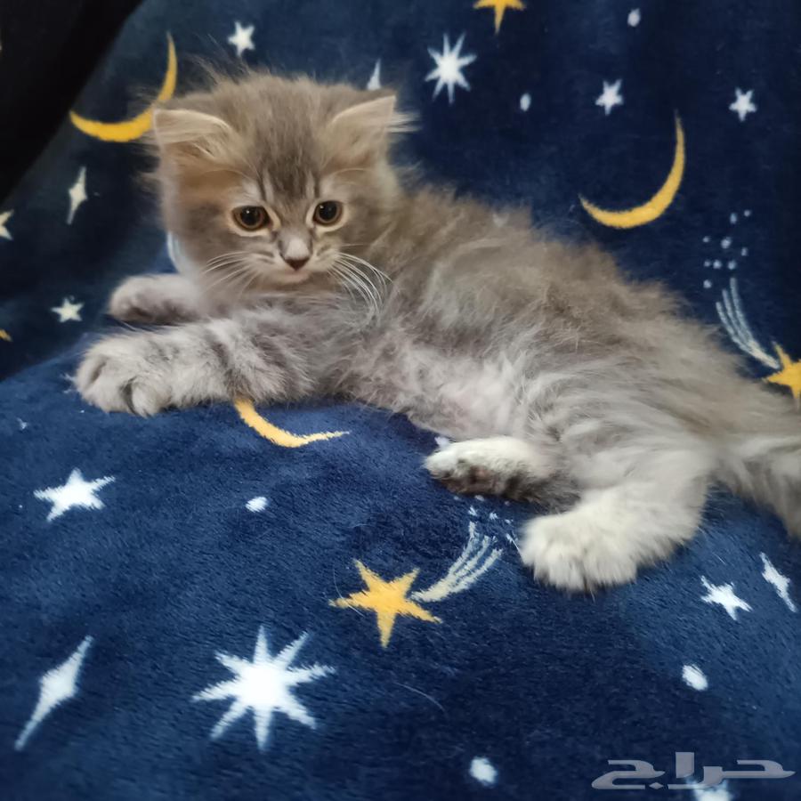 قط صغير للبيع مكة64397311637891113