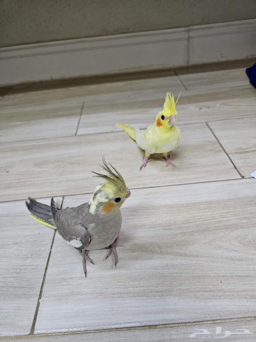 للبيع فروخ كروان64401146960387110