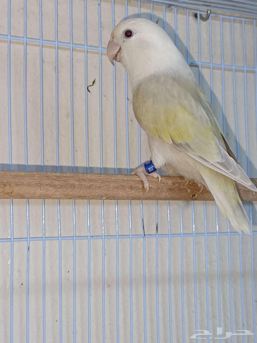 أنثى روز منتجه64394025472002111