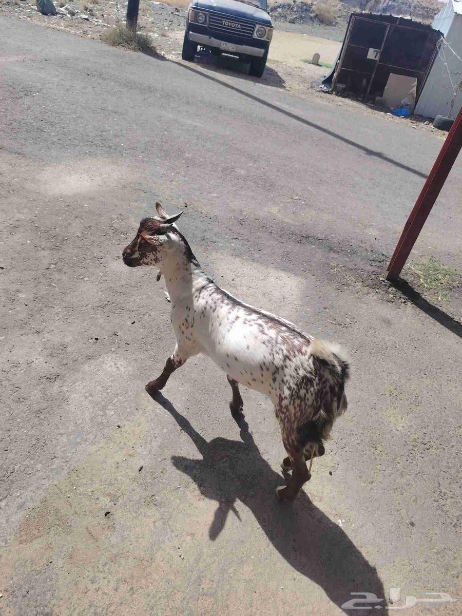 Goats for slaughter64396602699649111