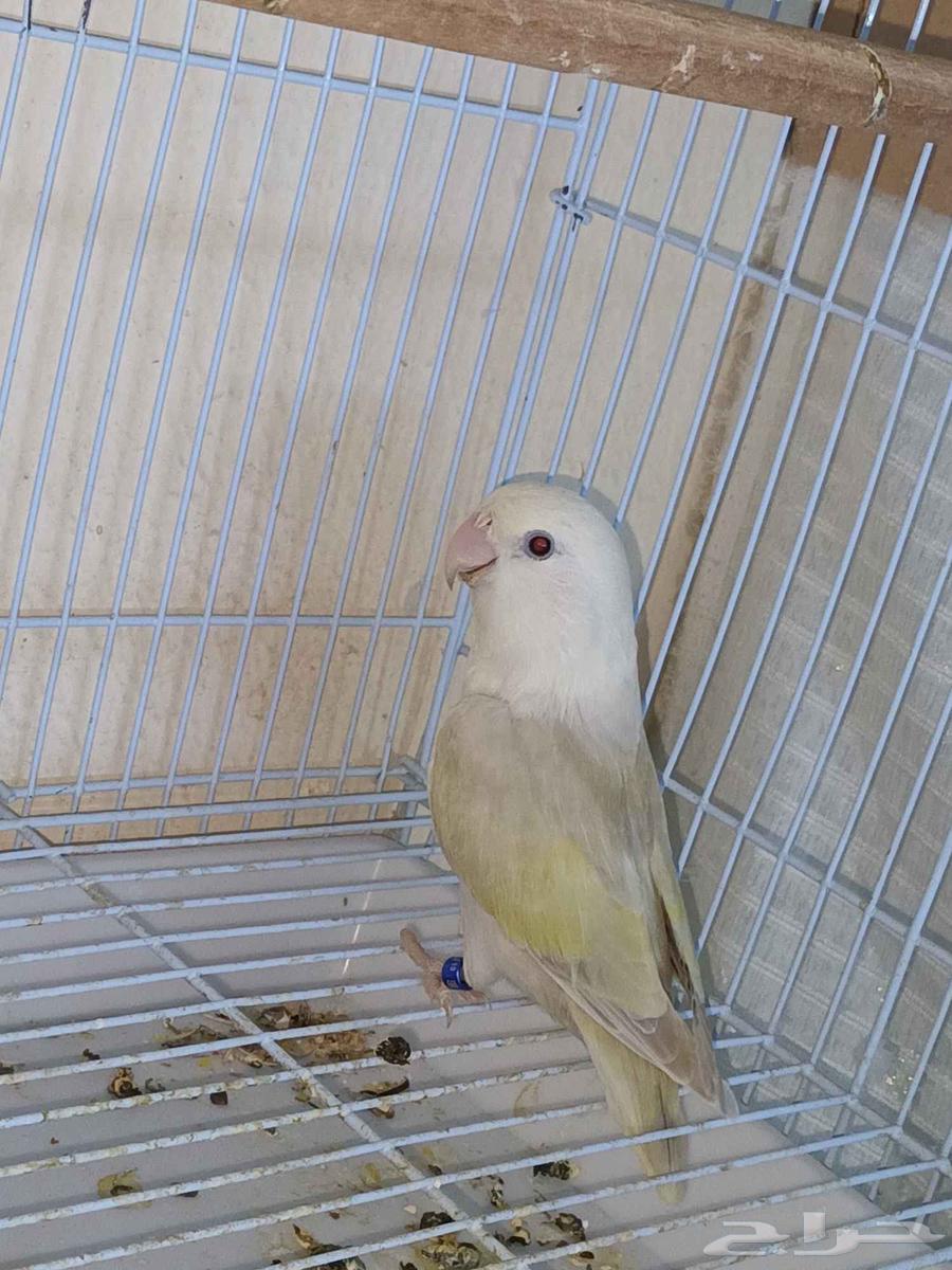 أنثى روز منتجه64394025472002112