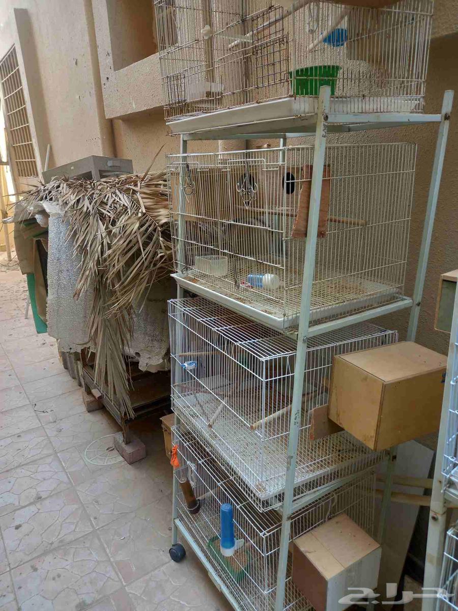 للبيع اقفاص64395741513089111