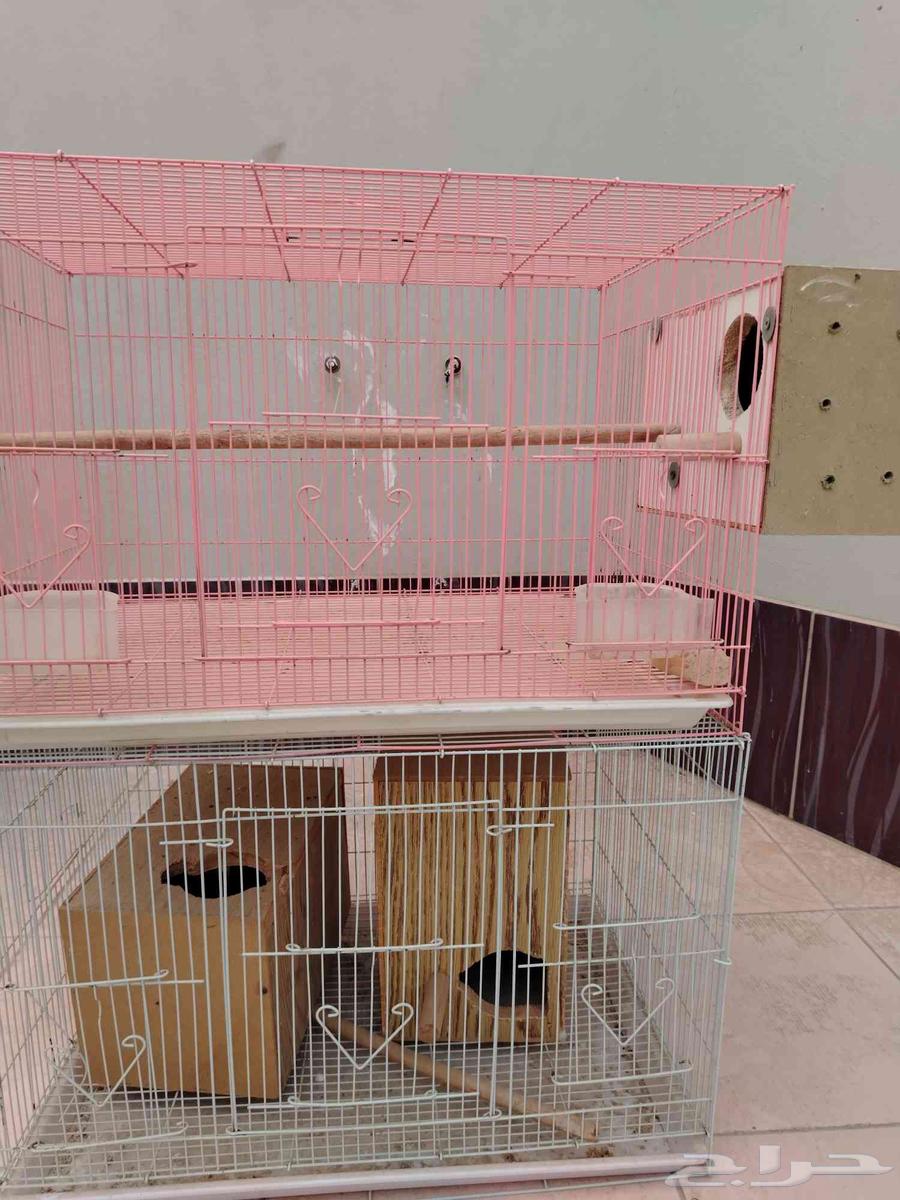 قفصين 60164394717655297110