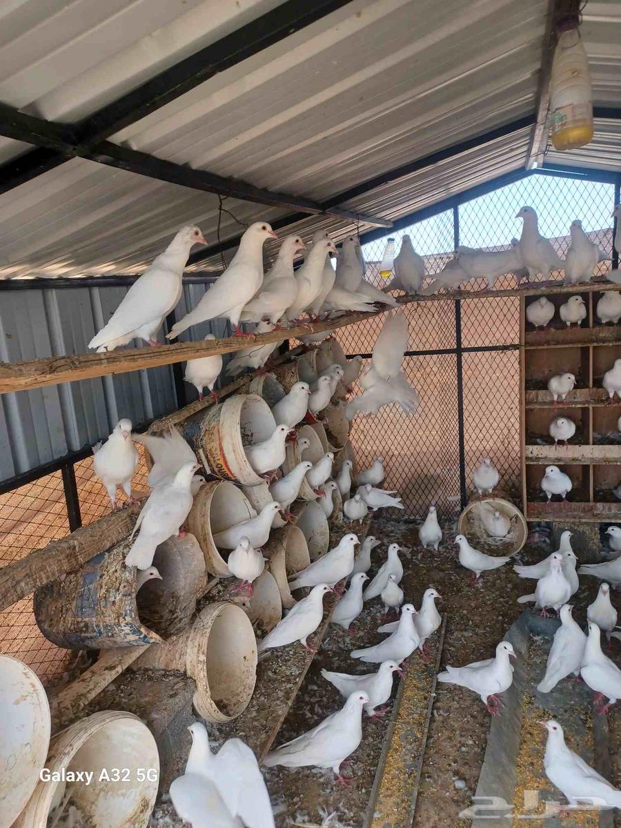 حمام فرنسي جامبو وسوبر64396393706369110