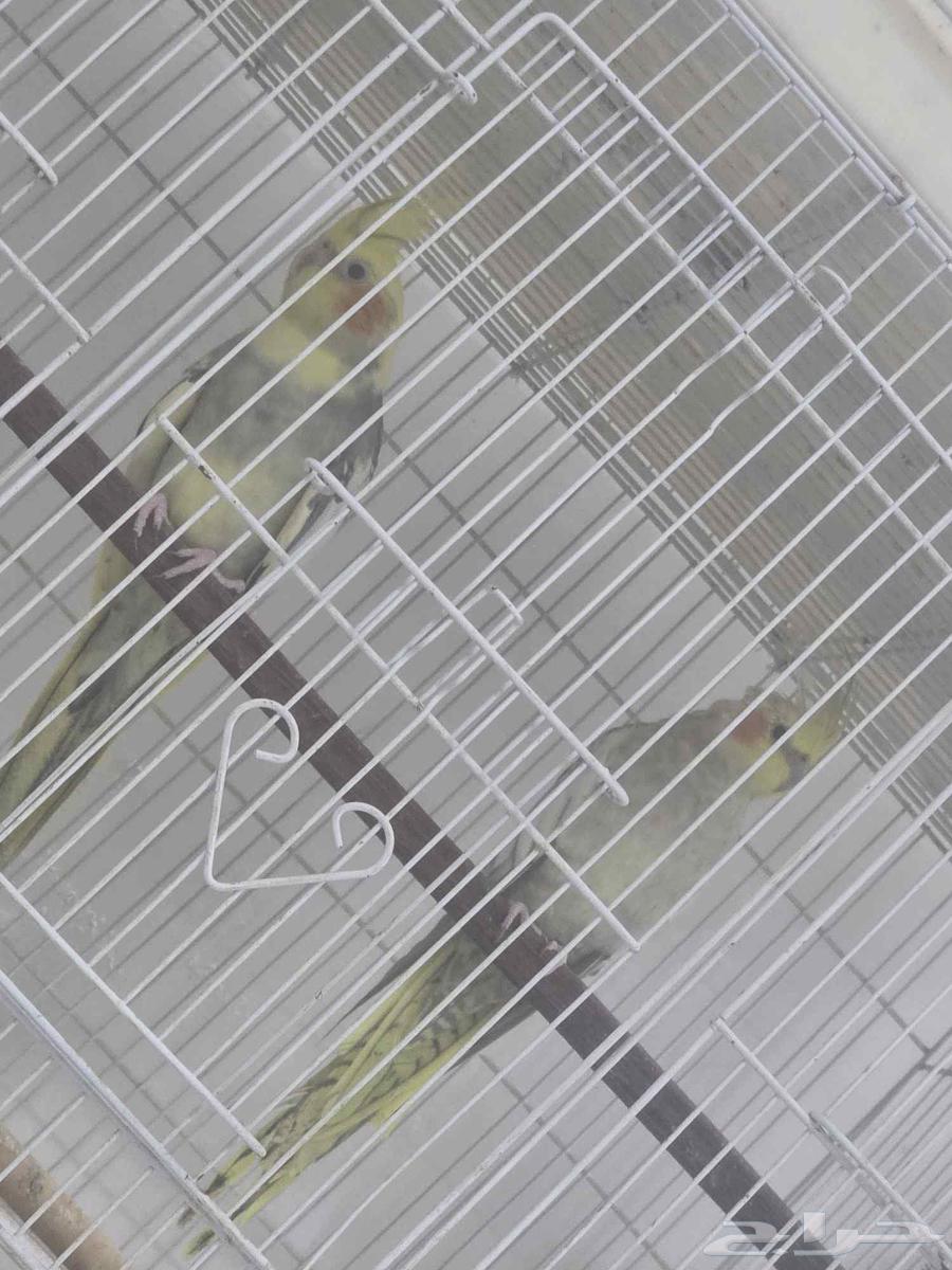 كروانات للبيع64393721605249112