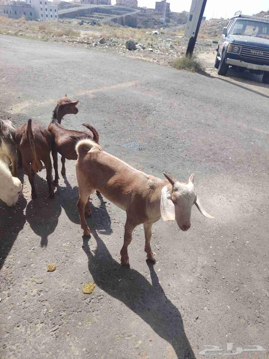 Goats for slaughter64396602699649112