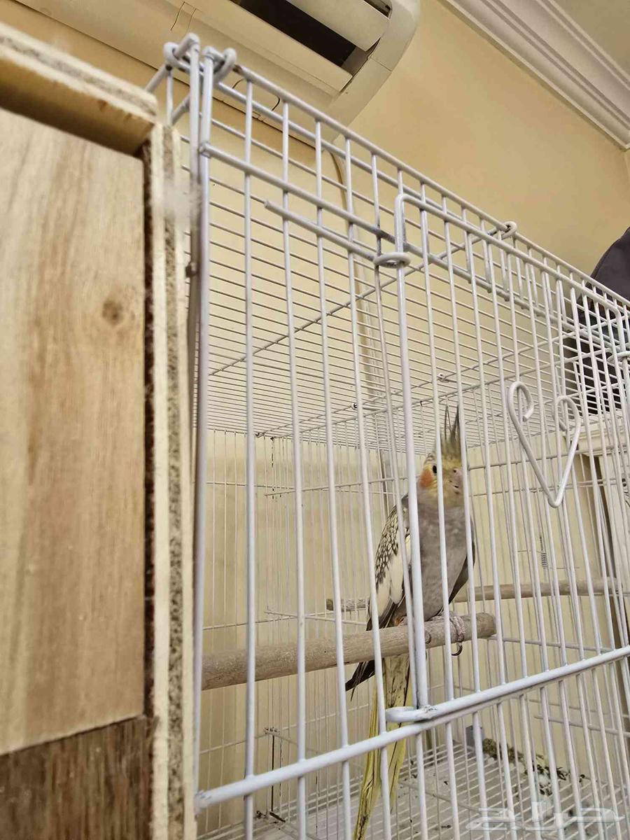 للبيع انثى كروان جاهزة64397922020355111