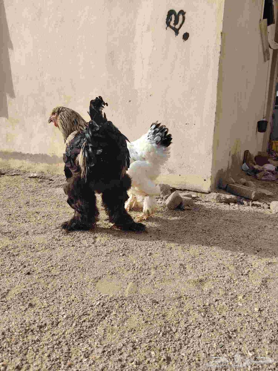 للبيع دجاج براهما64395797394946113