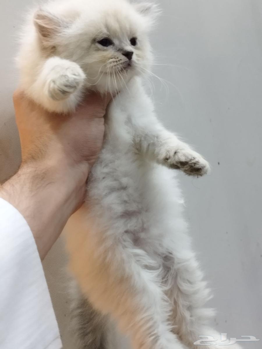 قطه هملايا للبيع ليش للتبني64398939514499111