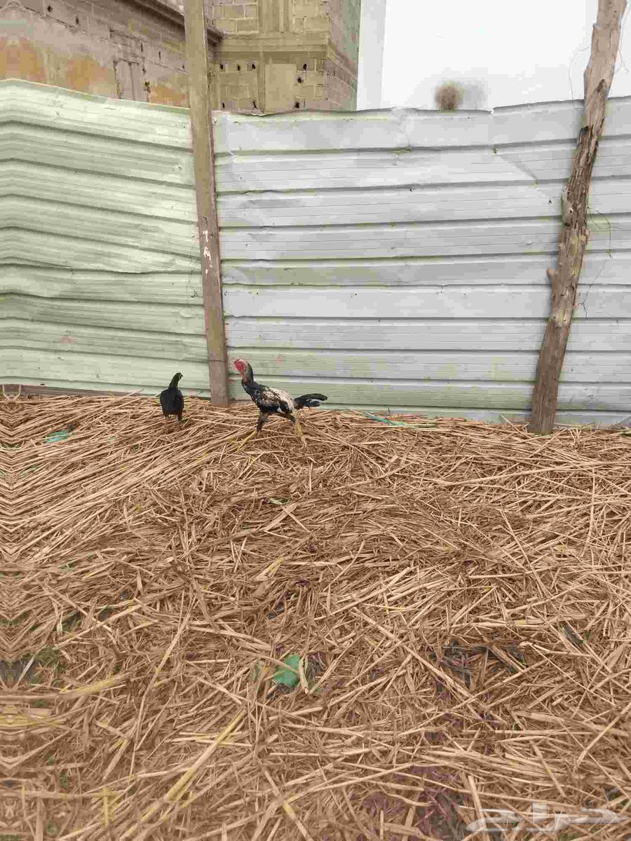 ديك كويتي للبيع64400660978945111