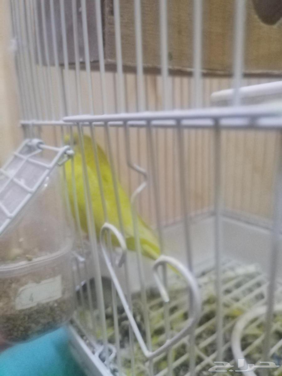 طيور زينه للبيع لأعلى سعر مع القفص والاكل64397061272578112
