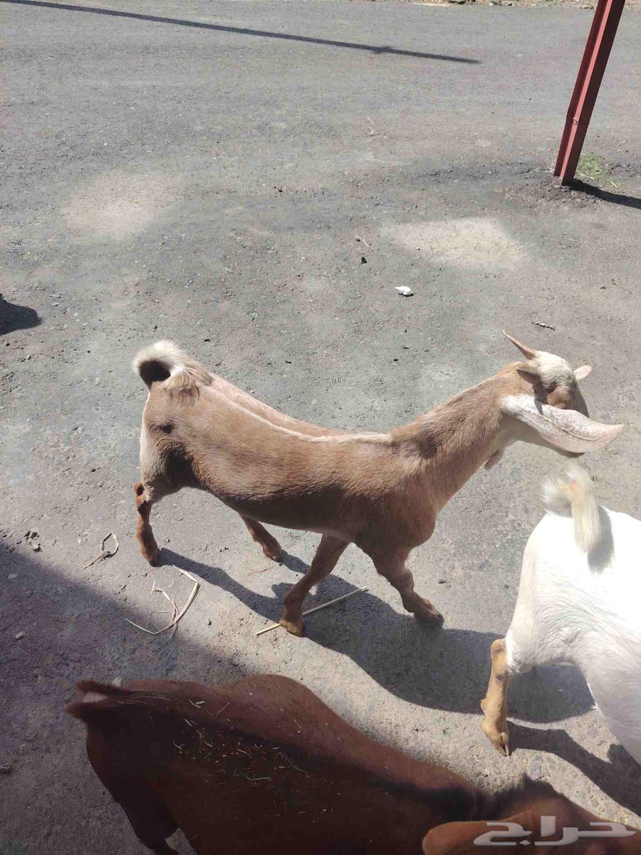 Goats for slaughter64396602699649110