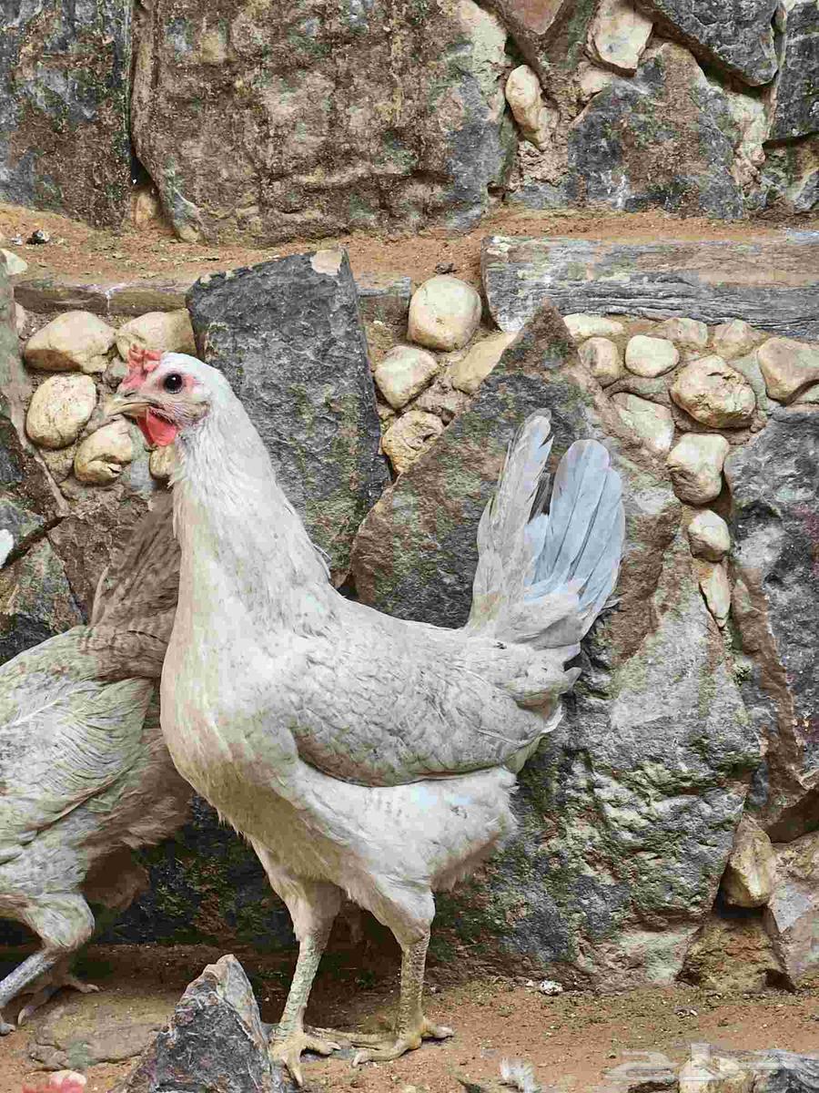 طقم دجاج فيومي للبيع64397381203330110