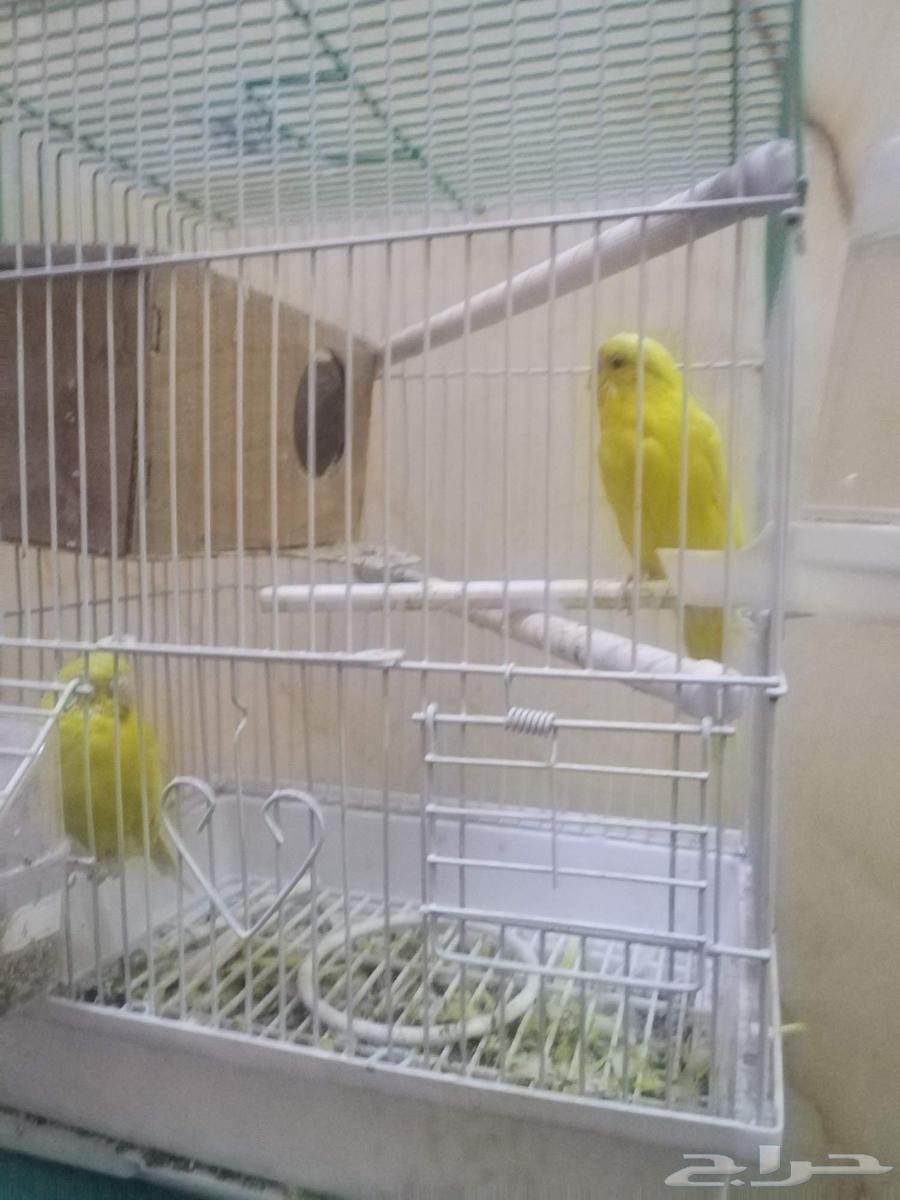 طيور زينه للبيع لأعلى سعر مع القفص والاكل64397061272578111