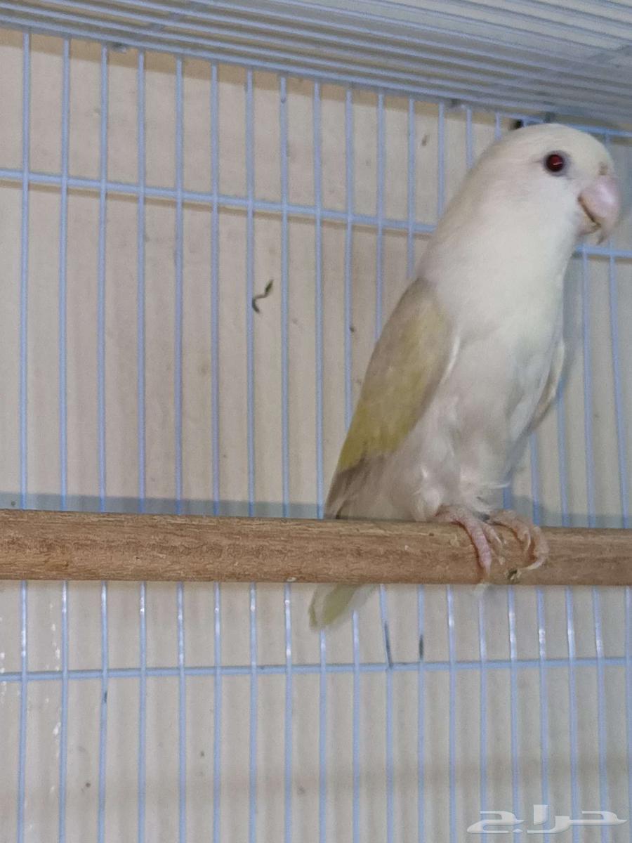 أنثى روز منتجه64394025472002110