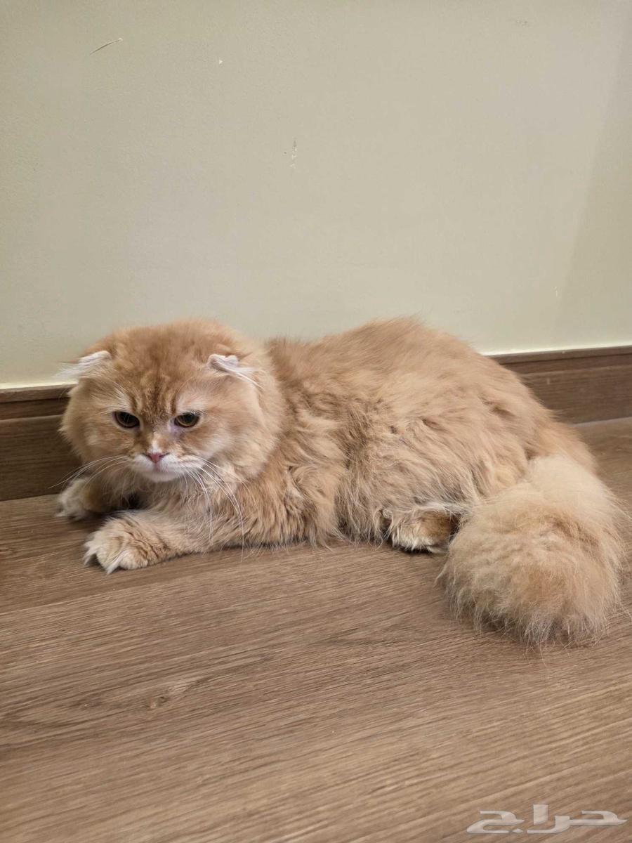 سكوتش لونق هير ذكر للبيع64401147001857110