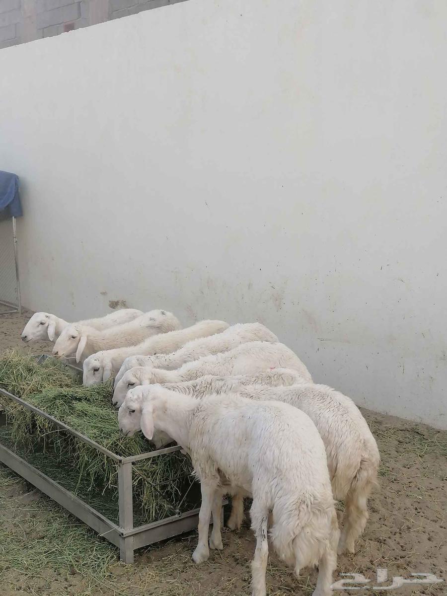 أغنام للبيع بأسعار مناسبة64397547405570111