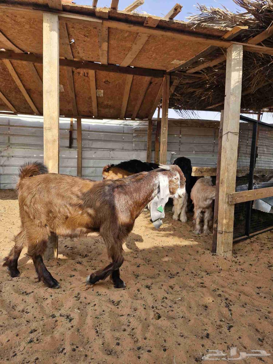 البيع تبسين فواخر64392484259202110