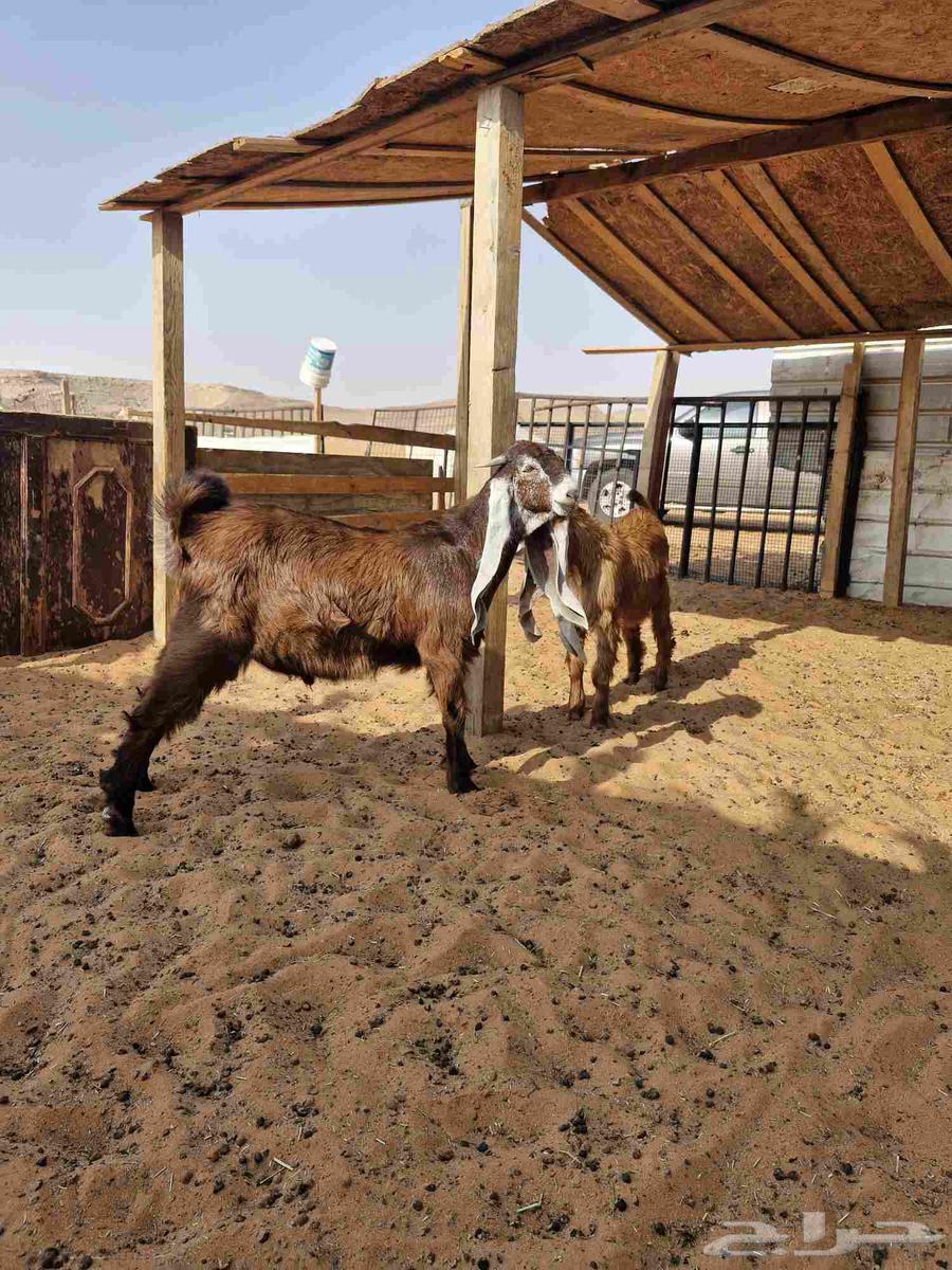 البيع تبسين فواخر64392484259202111