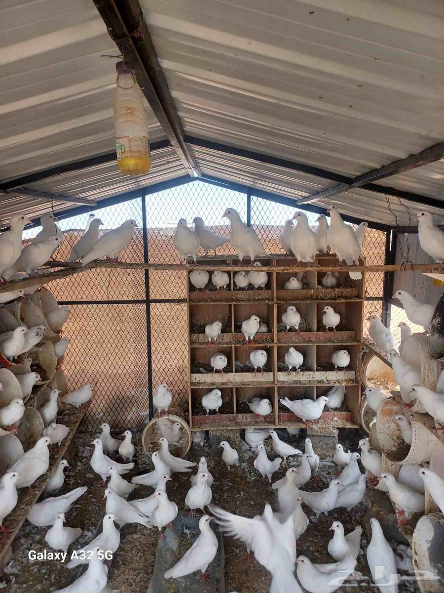 حمام فرنسي جامبو وسوبر64396393706369112