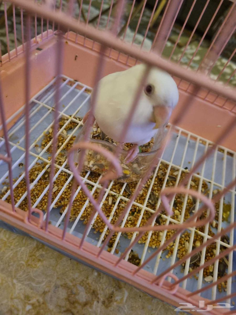 روز ابيض اليف64398883898626110