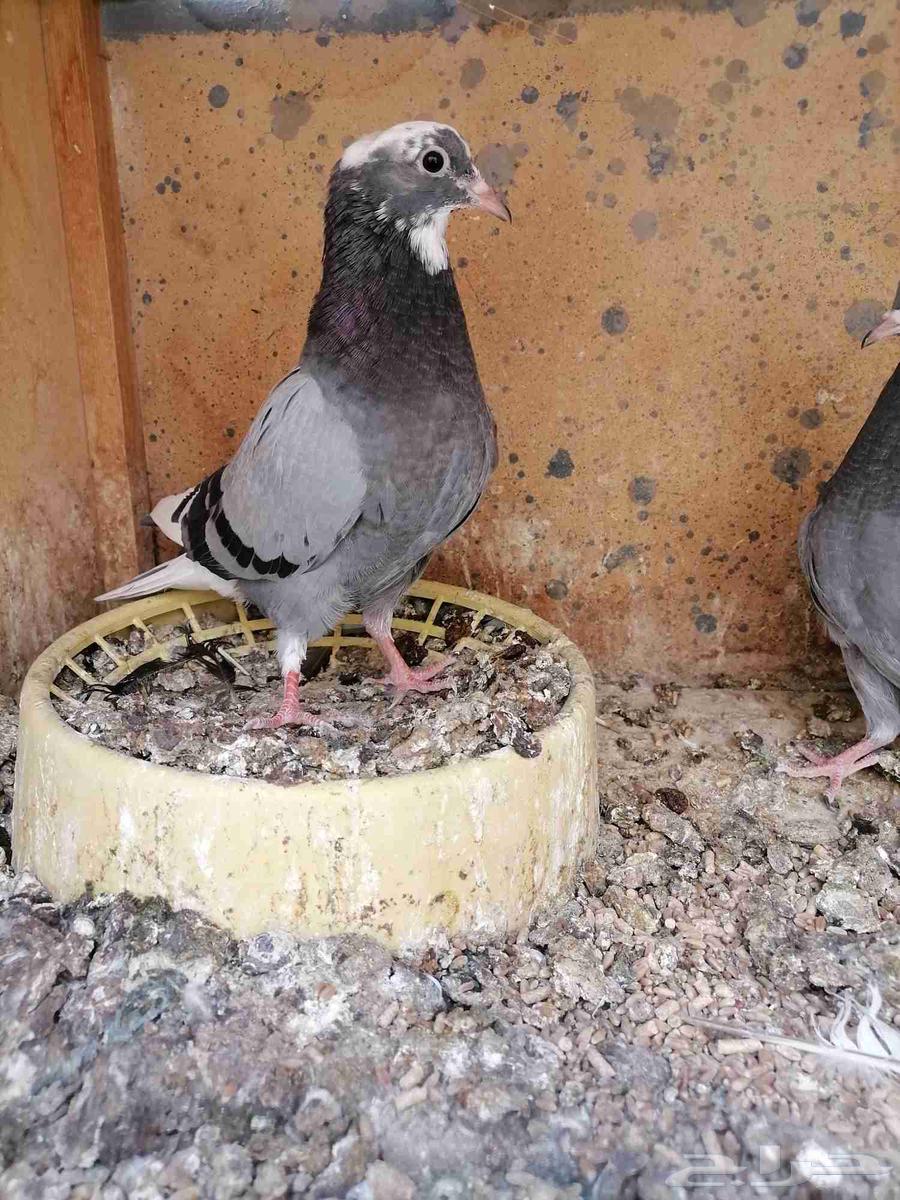 طبات حمام قطايف للبيع (تم البيع)64395130963203112