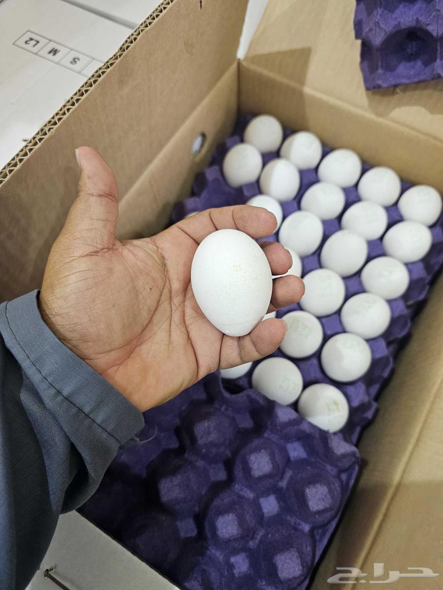 بيض للبيع بالجمله فقط64400466882049110