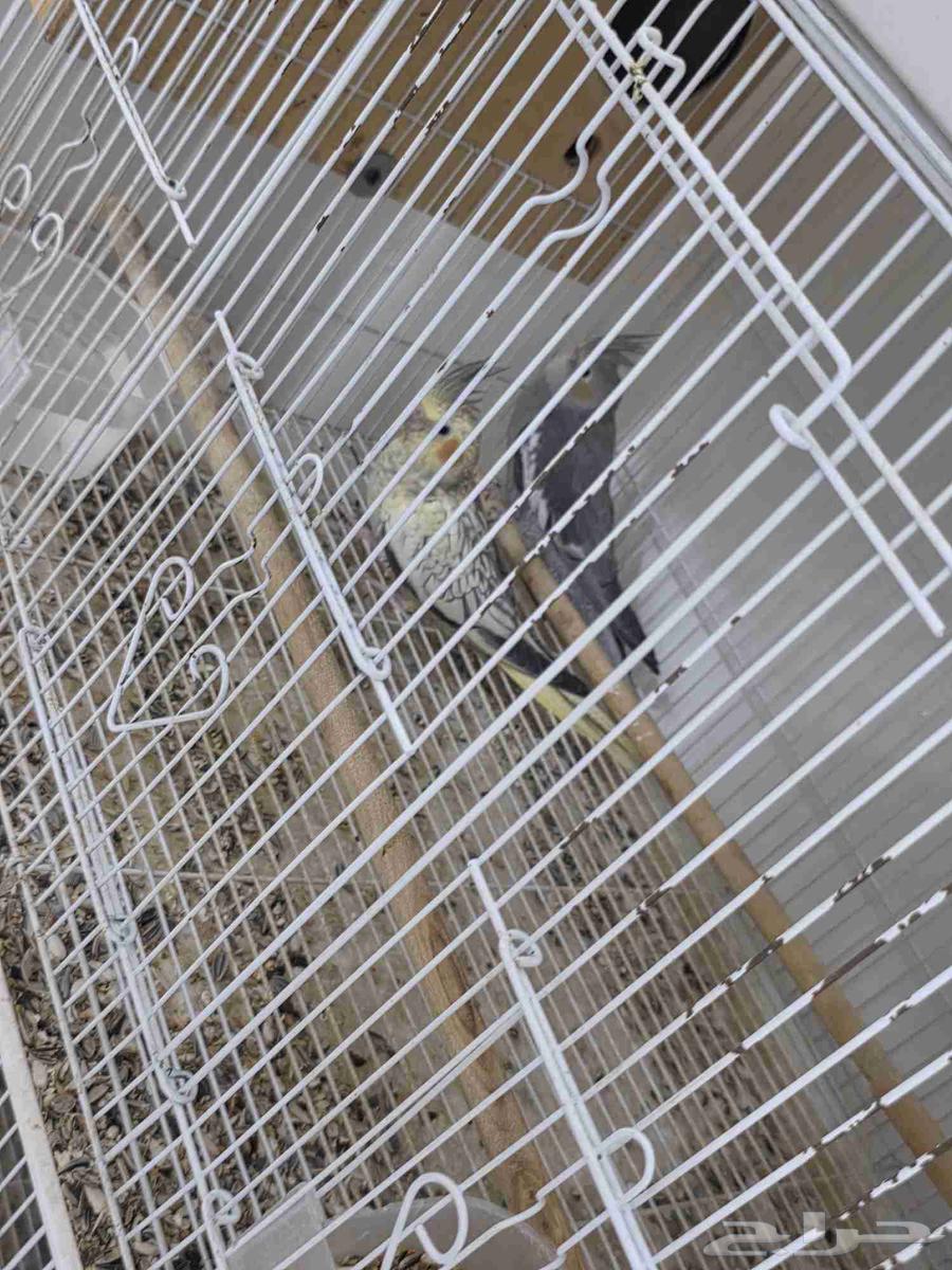 كروانات للبيع64393721605249114