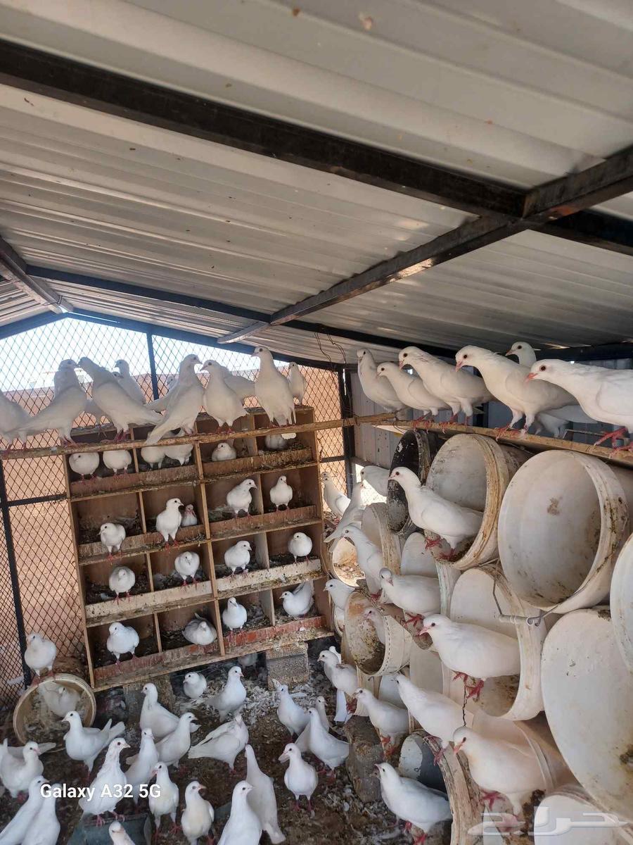 حمام فرنسي جامبو وسوبر64396393706369113