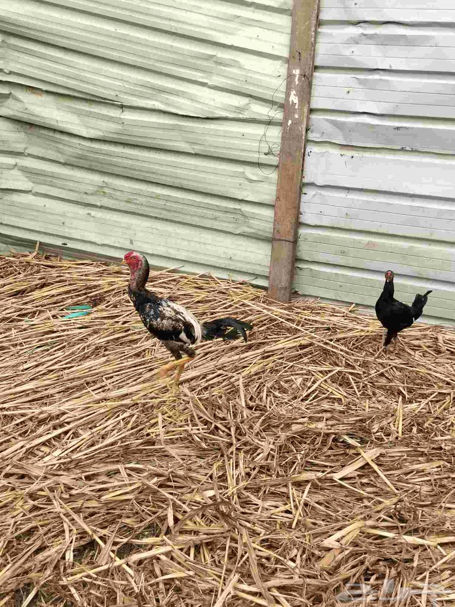 ديك كويتي للبيع64400660978945110