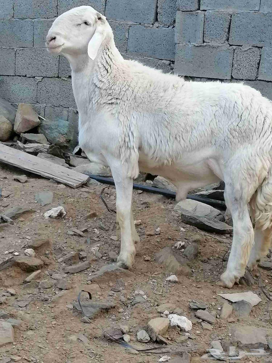 Stallion rooster for sale63619268442881111
