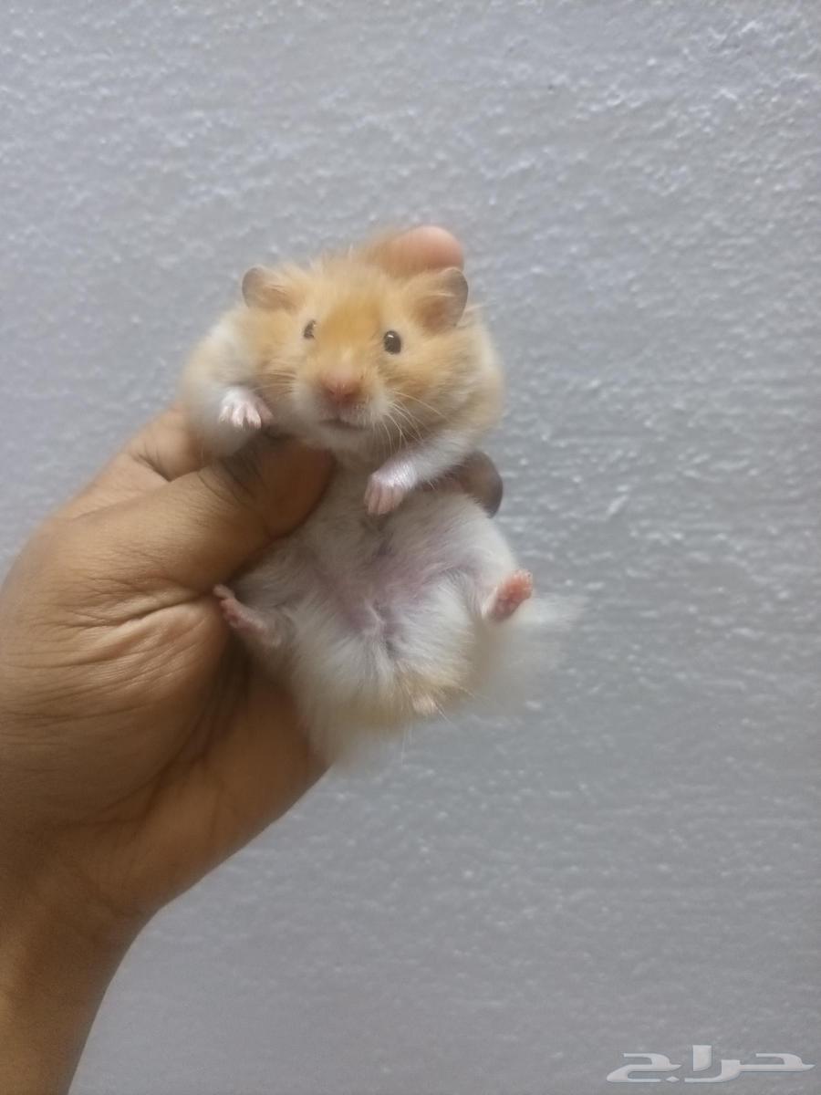 هامستر سوري نظيف وبصحى جيده64395992782978110